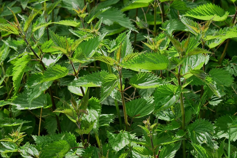 Fantasy herbs