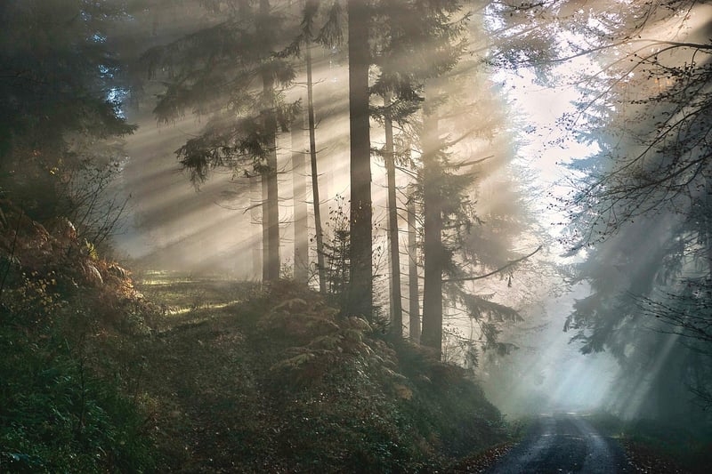 Mystical flora