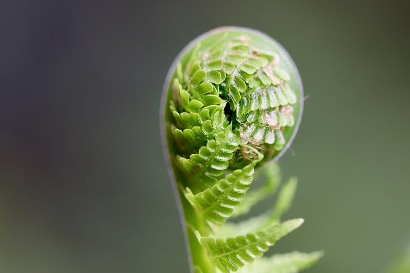 Dragonfire Fern