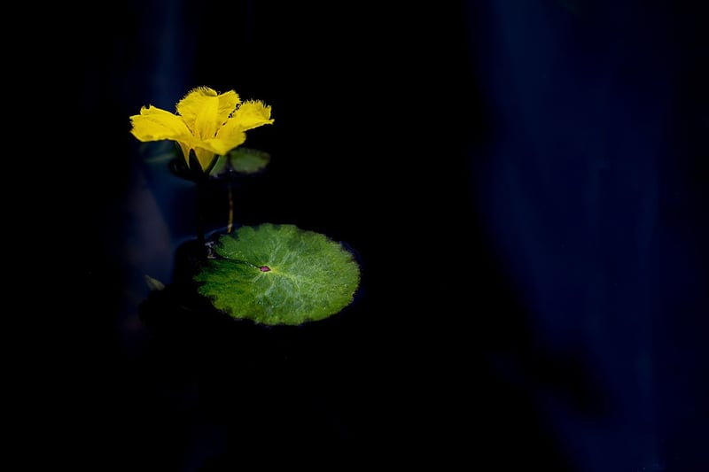 Crystal Lotus